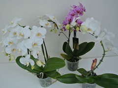 55-Orchidee