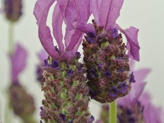 63-Kuif Lavendel