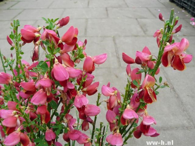 Cytisus 'Andreanus Splendens'