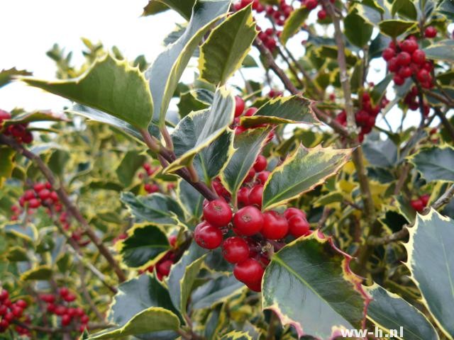 Ilex aquifolium 'Rubricaulis Aurea'