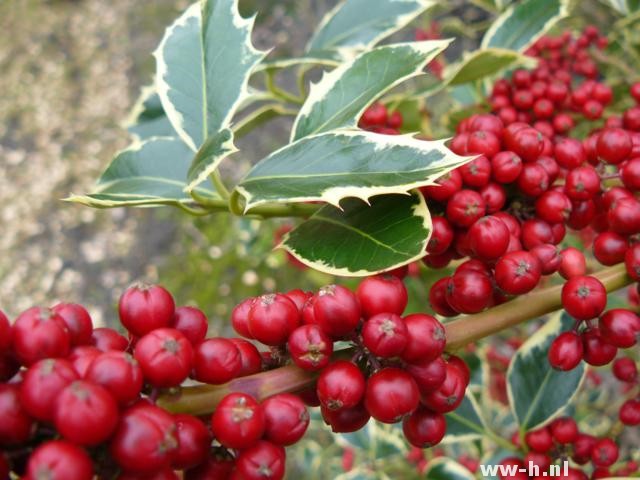 Ilex aquifolium 'Silver Queen'