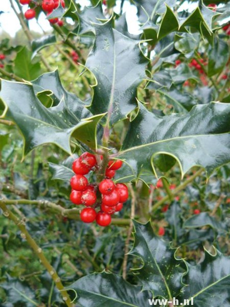 Ilex aquifolium Vrouwelijk