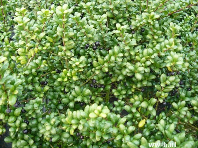 Ilex crenata 'Convexa'