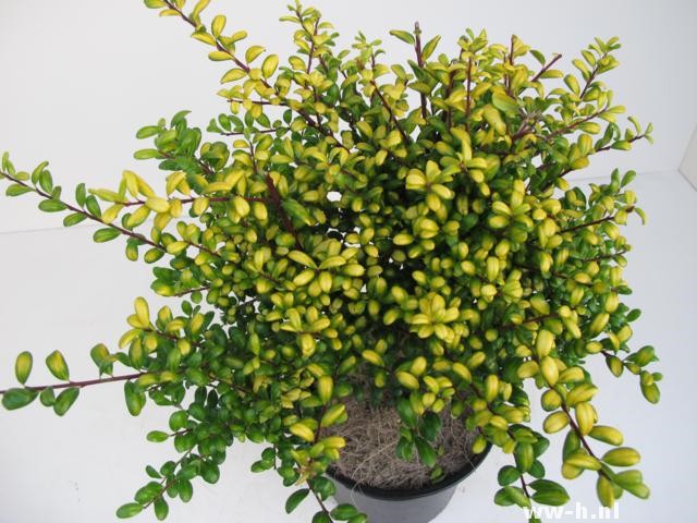 Ilex crenata 'Convexed Gold'