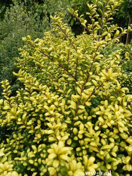 Ilex crenata 'Goldtip'