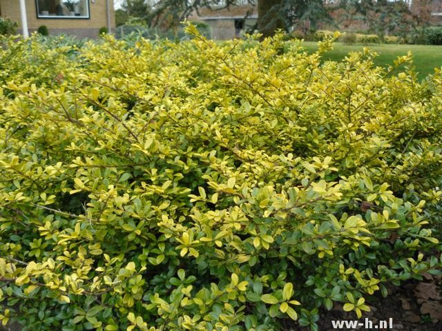 Ilex crenata 'Golden Gem'