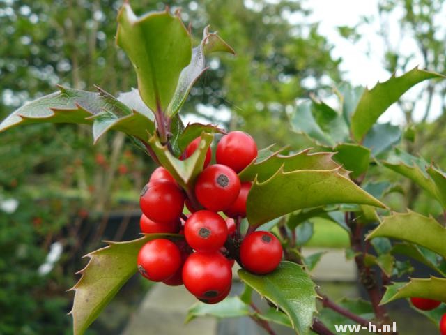 Ilex meserveae 'Blue Princess'