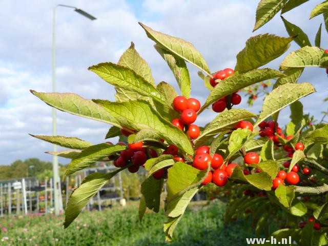 ilex verticillata Vrouwelijk