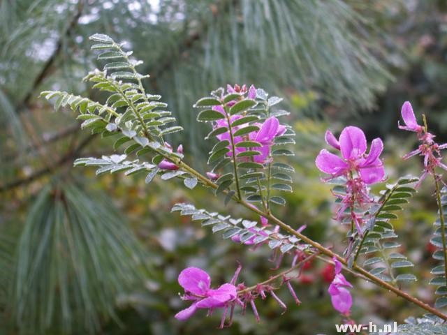 Indigofera heterantha