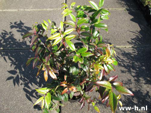 Leucothoe fontanesiana 'Rainbow'