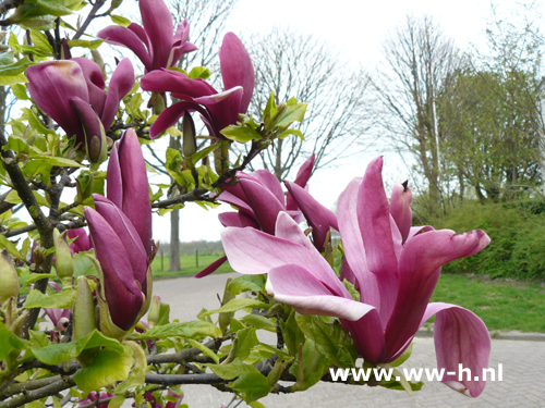 Magnolia 'Susan'