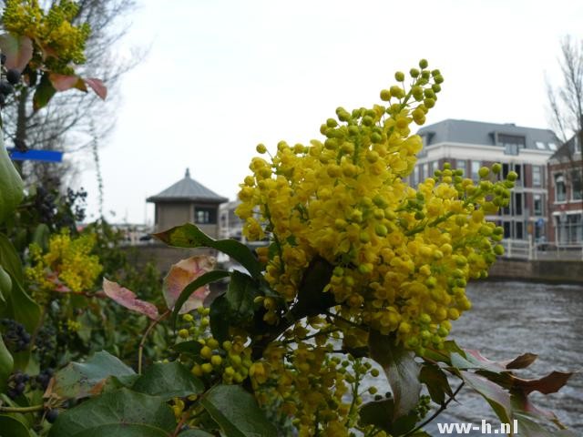 Mahonia aquifolium