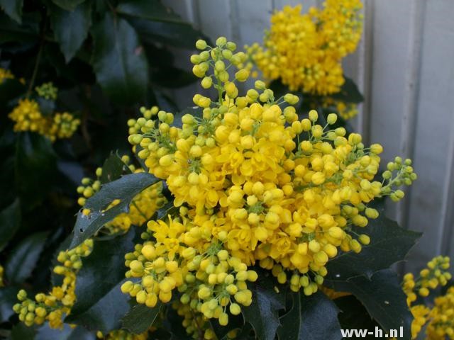 Mahonia aquifolium 'Apollo'