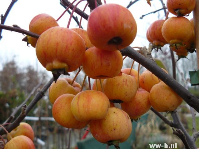 Malus 'Evereste'