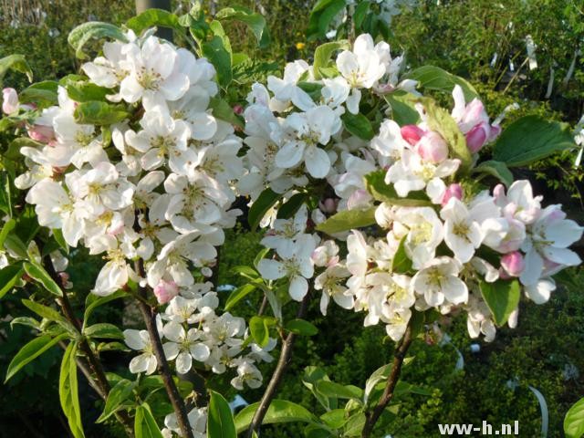 Malus 'Pom Zai'