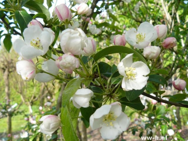 Malus 'Professor Sprenger'