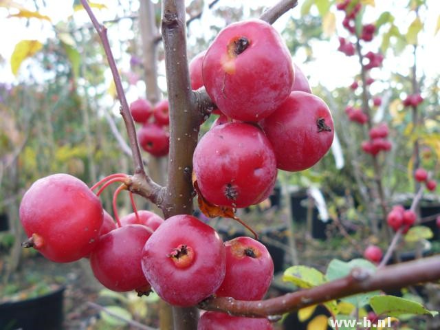 Malus 'Red Sentinel'