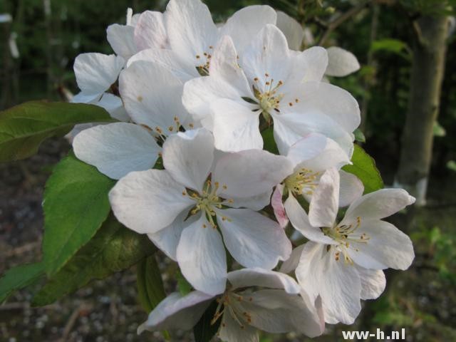 Malus 'Wintergold'