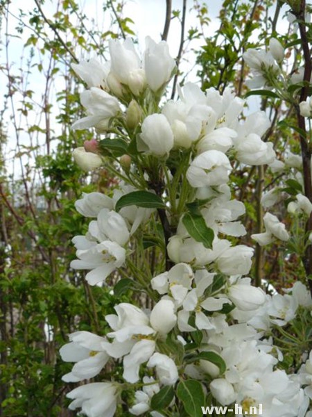 Malus baccata 'Street Parade'