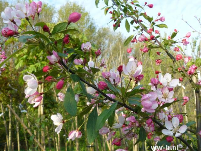 Malus floribunda