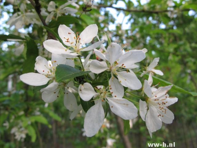 Malus toringo 'Brouwers Beauty'