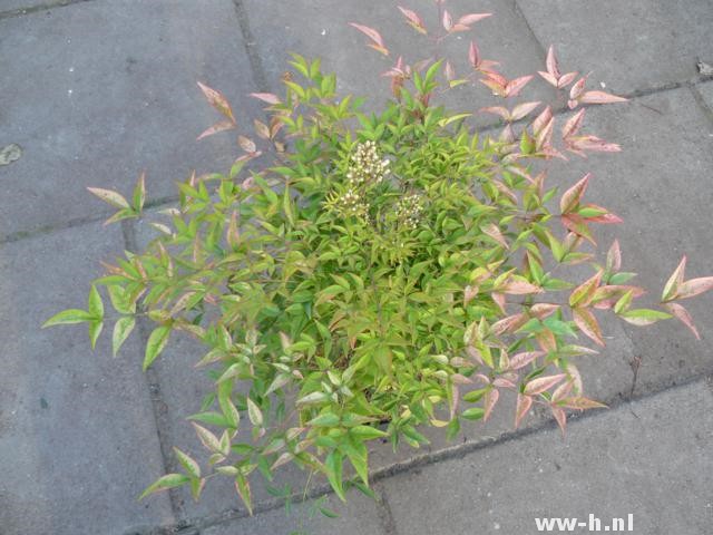 Nandina domestica 'Compacta'