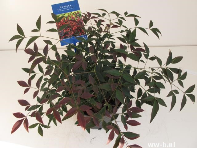 Nandina domestica FLIRT (='Murasaki'ᴾᴮᴿ)