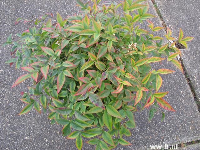 Nandina domestica 'Harbour Dwarf'