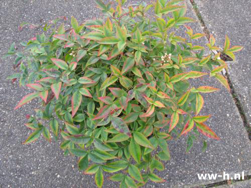 Nandina domestica 'Harbour Dwarf'