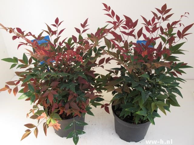 Nandina domestica OBSESSED (='Seika'ᴾᴮᴿ)