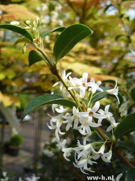 Osmanthus burkwoodii