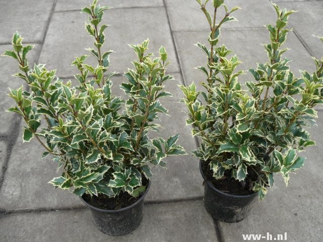 Osmanthus heterophyllus