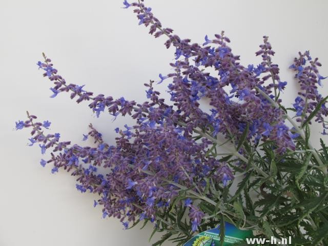 Perovskia atriplicifolia LACEY BLUE (='LISSLITT')