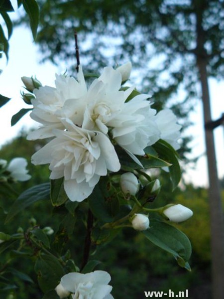 Philadelphus 'Lemoinei'