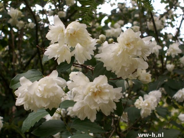 Philadelphus 'Virginal'