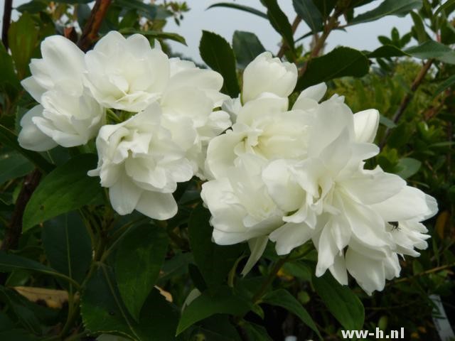 Philadelphus 'Snowbelle'