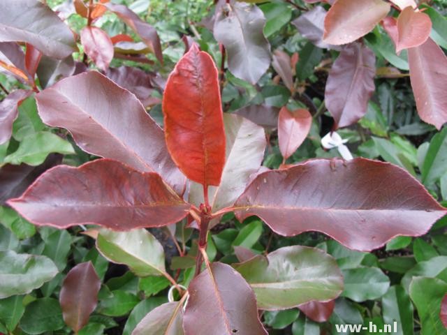 Photinia x fraseri 'Camilvy'