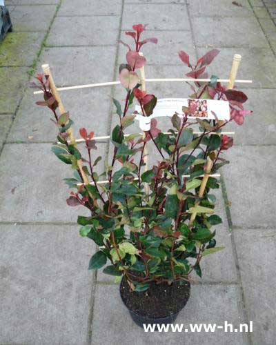 Photinia x fraseri 'Little Red Robin'