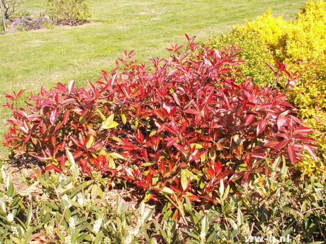 Photinia x fraseri 'Red Robin'