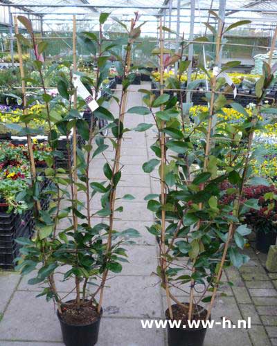 Photinia x fraseri 'Red Robin'