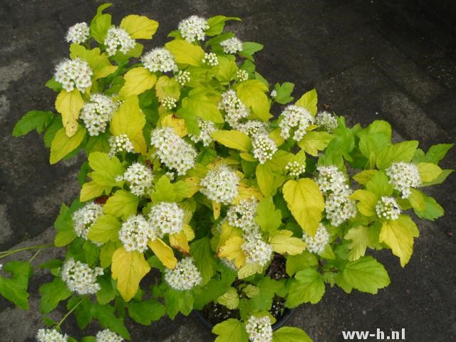 Physocarpus opulifolius 'Darts Gold'