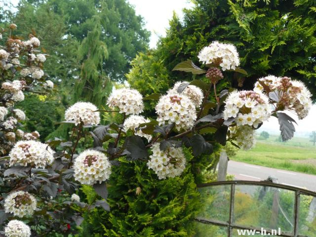 Physocarpus opulifolius 'Diabolo'