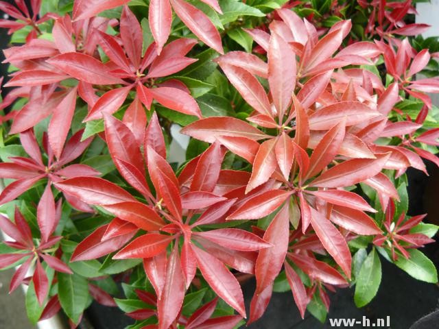 Pieris japonica 'Mountain Fire'