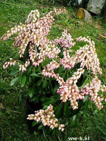 Pieris japonica 'Valley Rose'