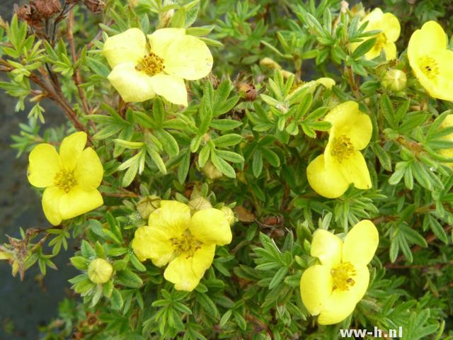 Potentilla fruticosa 'Kobold'