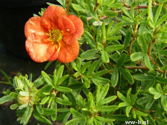 Potentilla fruticosa 'Red Ace'