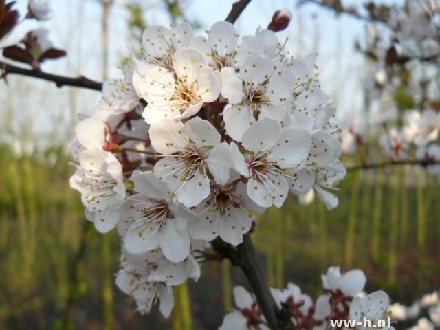 Prunus 'Trailblazer'