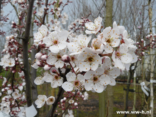 Prunus 'Trailblazer'