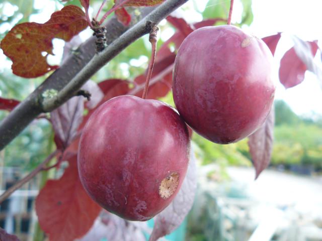 Prunus 'Trailblazer'