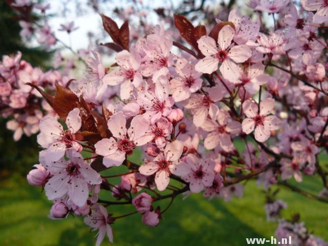 Prunus cerasifera 'Nigra'